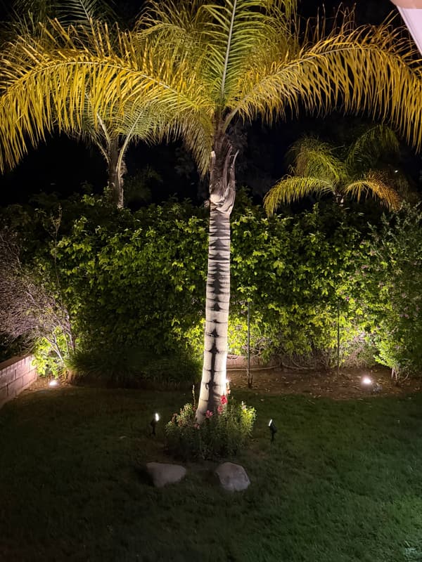 Palm tree uplit at night, with small landscape lights along the hedge behind it