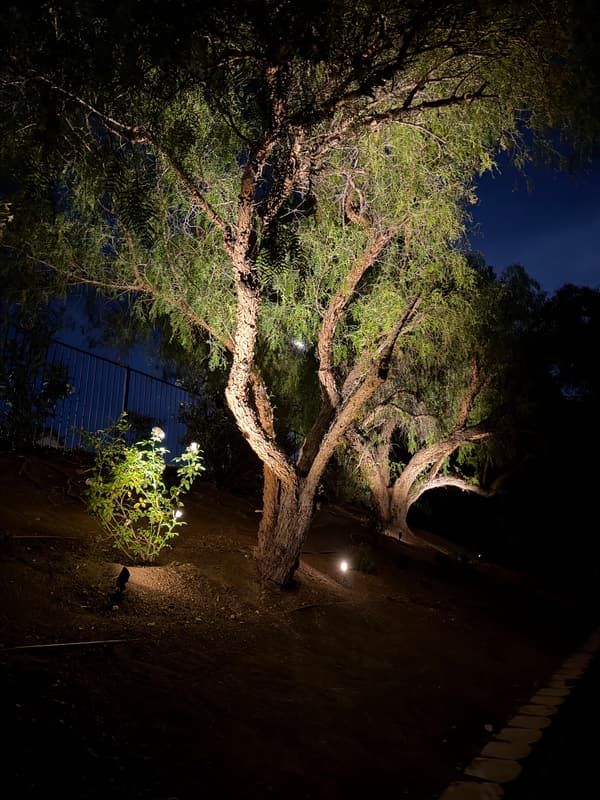 Twisting tree uplit at night by a landscape spotlight, with small path lights nearby