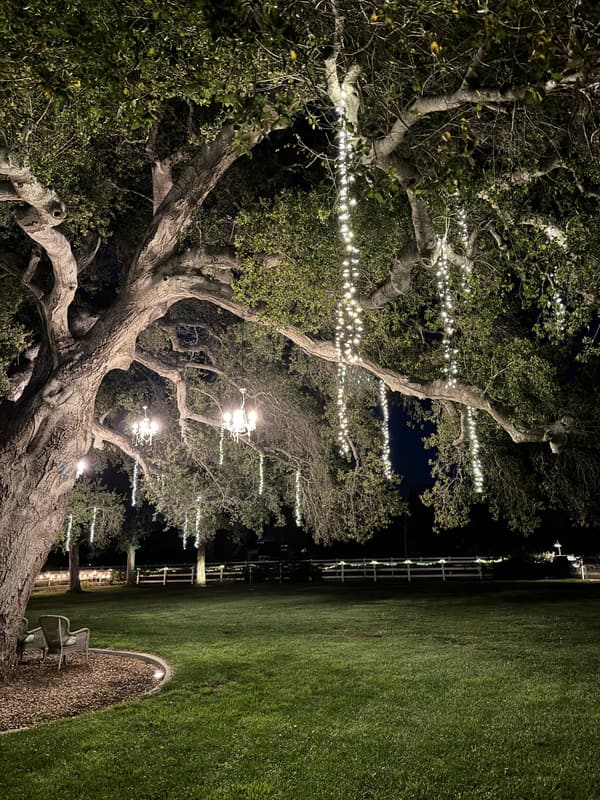 Large oak tree at night with long strands of white lights hanging from its branches over a lawn