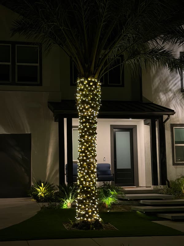Palm tree wrapped in warm white lights beside a front entry